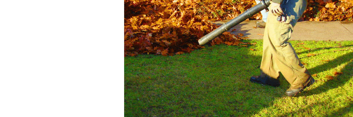 Yard Cleanup
